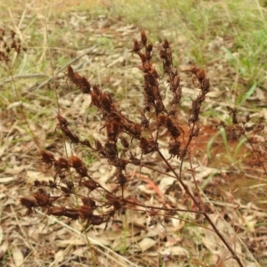 Hypericum perforatum at Queanbeyan West, NSW - 19 Mar 2021