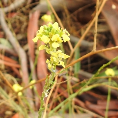 Hirschfeldia incana (Buchan Weed) at Queanbeyan West, NSW - 19 Mar 2021 by RodDeb