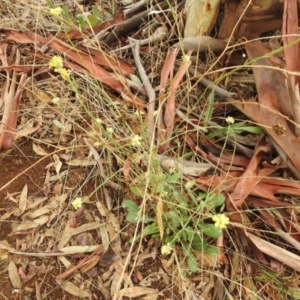 Hirschfeldia incana at Queanbeyan West, NSW - 19 Mar 2021