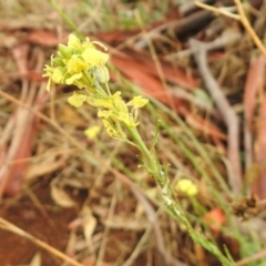 Hirschfeldia incana at Queanbeyan West, NSW - 19 Mar 2021