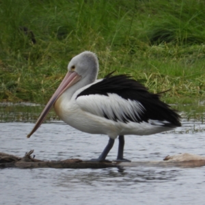 Pelecanus conspicillatus at Fyshwick, ACT - 17 Mar 2021 03:58 PM