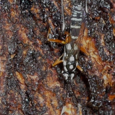 Ichneumonidae (family) (Unidentified ichneumon wasp) at Evatt, ACT - 17 Mar 2021 by Thurstan