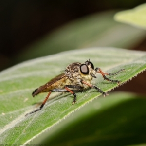 Zosteria rosevillensis at Acton, ACT - 19 Mar 2021