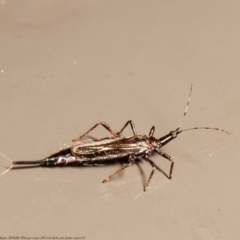 Idolothrips spectrum (Giant thrips) at Acton, ACT - 19 Mar 2021 by Roger