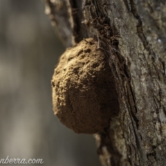 Reticularia sp. (genus) (A slime mould) at Hughes, ACT - 13 Dec 2020 by BIrdsinCanberra