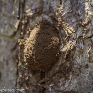 Reticularia sp. (genus) at Hughes, ACT - 13 Dec 2020 12:41 PM