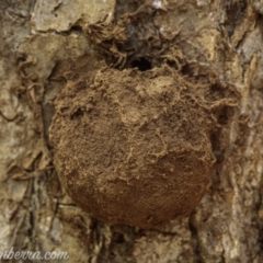 Reticularia sp. (genus) at Hughes, ACT - 13 Dec 2020 12:41 PM