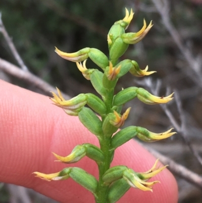 Corunastylis cornuta (Horned Midge Orchid) at O'Connor, ACT - 20 Mar 2021 by NedJohnston