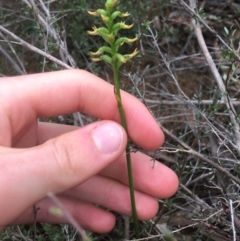 Corunastylis cornuta at O'Connor, ACT - 20 Mar 2021