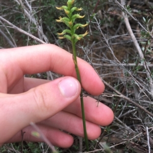 Corunastylis cornuta at O'Connor, ACT - 20 Mar 2021