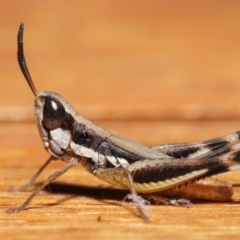 Macrotona securiformis at Evatt, ACT - 15 Mar 2021 05:24 PM