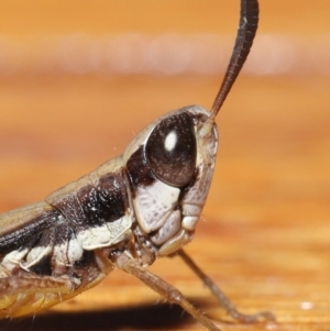 Macrotona securiformis at Evatt, ACT - 15 Mar 2021 05:24 PM