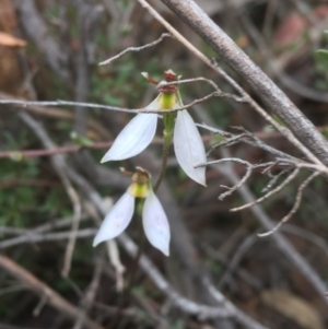 Eriochilus cucullatus at O'Connor, ACT - suppressed