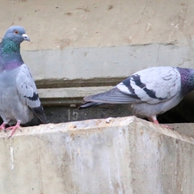 Columba livia (Rock Dove (Feral Pigeon)) at Wodonga, VIC - 19 Mar 2021 by Kyliegw