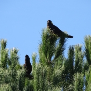 Pinus sp. at Frogmore, NSW - 21 May 2016 12:56 PM