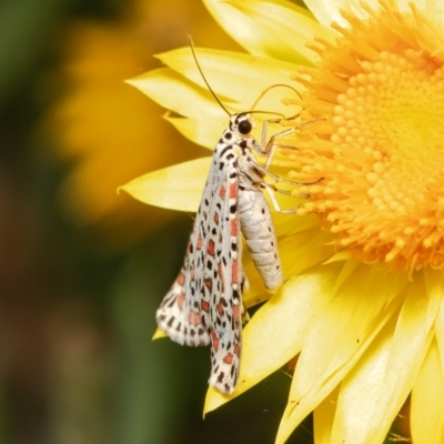 Utetheisa pulchelloides (Heliotrope Moth) at Acton, ACT - 19 Mar 2021 by Roger