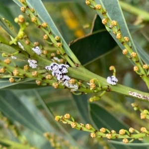 Melanococcus albizziae at Murrumbateman, NSW - 20 Mar 2021