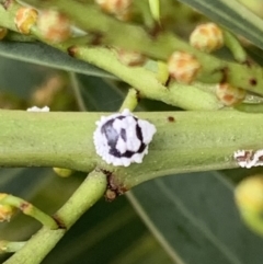 Melanococcus albizziae at Murrumbateman, NSW - 20 Mar 2021 11:53 AM