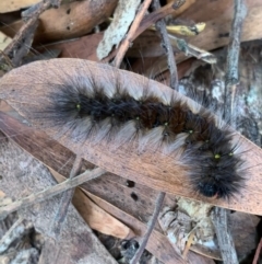 Anthela canescens (Anthelid moth) at Murrumbateman, NSW - 20 Mar 2021 by SimoneC