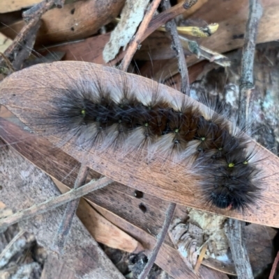 Anthela canescens (Anthelid moth) at Murrumbateman, NSW - 20 Mar 2021 by SimoneC