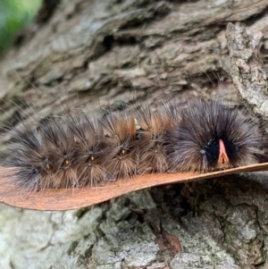 Anthela canescens at Murrumbateman, NSW - 20 Mar 2021 12:07 PM