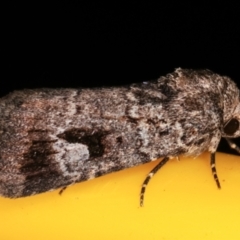 Thoracolopha flexirena at Melba, ACT - 8 Mar 2021 12:02 AM