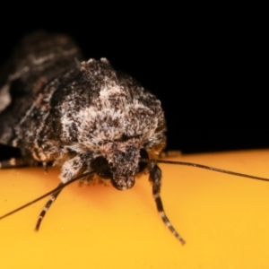 Thoracolopha flexirena at Melba, ACT - 8 Mar 2021 12:02 AM