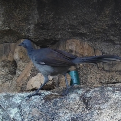 Menura novaehollandiae (Superb Lyrebird) at Mount Clear, ACT - 16 Mar 2021 by ChrisHolder