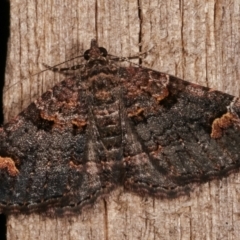 Epyaxa sodaliata (Sodaliata Moth, Clover Moth) at Melba, ACT - 8 Mar 2021 by kasiaaus