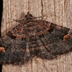 Epyaxa sodaliata at Melba, ACT - 8 Mar 2021 01:09 AM