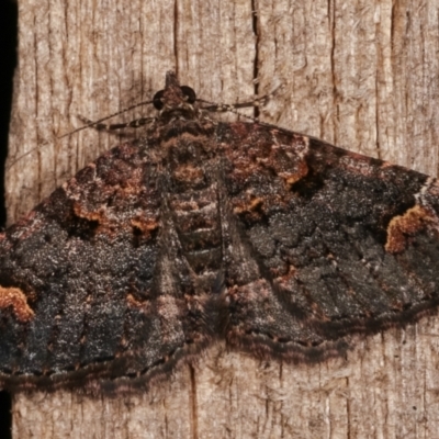 Epyaxa sodaliata (Sodaliata Moth, Clover Moth) at Melba, ACT - 8 Mar 2021 by kasiaaus