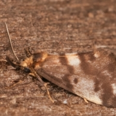 Anestia (genus) (A tiger moth) at Melba, ACT - 8 Mar 2021 by kasiaaus