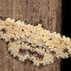 Sandava scitisignata (Fungi Snout, Hypeninae) at Melba, ACT - 8 Mar 2021 by kasiaaus