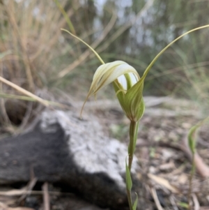 Diplodium ampliatum at Bruce, ACT - 19 Mar 2021