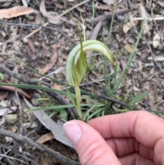 Diplodium ampliatum at Bruce, ACT - 19 Mar 2021