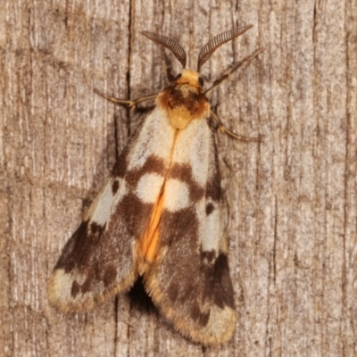 Anestia (genus) (A tiger moth) at Melba, ACT - 8 Mar 2021 by kasiaaus