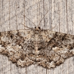 Unplaced externaria (Mahogany Bark Moth (formerly Hypomecis externaria)) at Melba, ACT - 8 Mar 2021 by kasiaaus