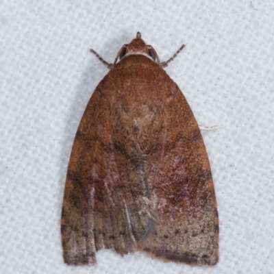 Austrocarea iocephala (Broad-headed Moth) at Melba, ACT - 9 Mar 2021 by kasiaaus