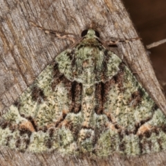 Aeolochroma metarhodata (Tea-tree Emerald (Geometrinae)) at Melba, ACT - 9 Mar 2021 by kasiaaus