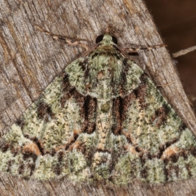 Aeolochroma metarhodata (Tea-tree Emerald (Geometrinae)) at Melba, ACT - 9 Mar 2021 by kasiaaus