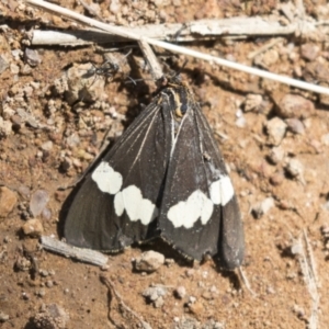 Nyctemera amicus at Hawker, ACT - 15 Mar 2021 12:19 PM