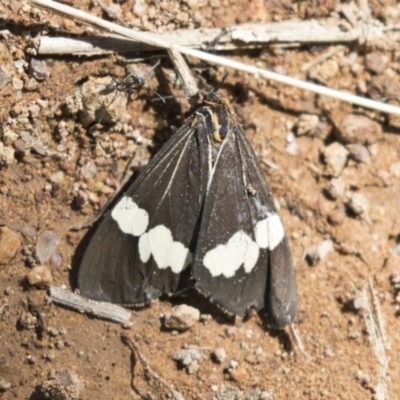Nyctemera amicus (Senecio Moth, Magpie Moth, Cineraria Moth) at Hawker, ACT - 15 Mar 2021 by AlisonMilton