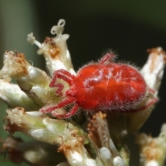 Trombidiidae (family) (Red velvet mite) at Downer, ACT - 19 Mar 2021 by TimL