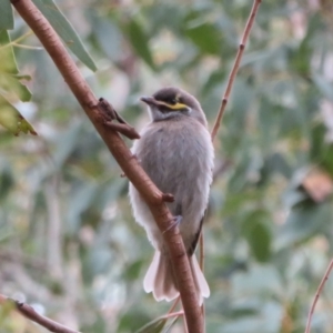 Caligavis chrysops at Paddys River, ACT - 20 Mar 2021