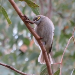 Caligavis chrysops at Paddys River, ACT - 20 Mar 2021 01:05 PM