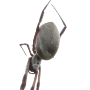 Trichonephila edulis at Tennent, ACT - 20 Mar 2021