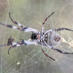 Trichonephila edulis at Tennent, ACT - 20 Mar 2021