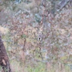 Trichonephila edulis at Tennent, ACT - 20 Mar 2021