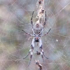 Trichonephila edulis at Tennent, ACT - 20 Mar 2021