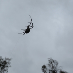 Trichonephila edulis at Tennent, ACT - 20 Mar 2021